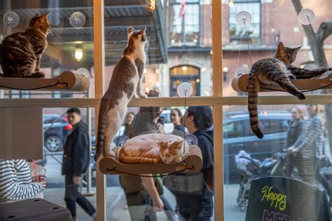 cat cafe in nyc