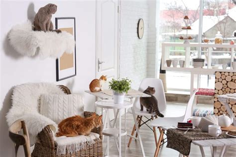 cat cafe in pennsylvania