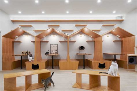 cat cafe interior