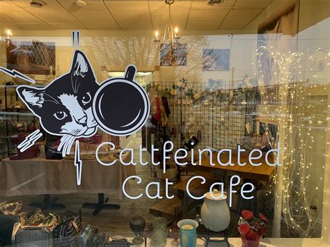 cat cafe kingston pa