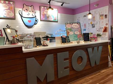 cat cafe near me prices