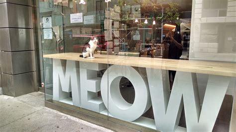 cat cafe new york city