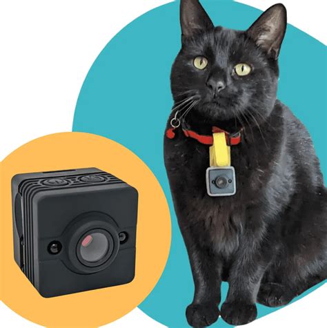 Cat Camera Collar Nz
