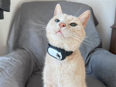 Cat Camera Collar Reddit