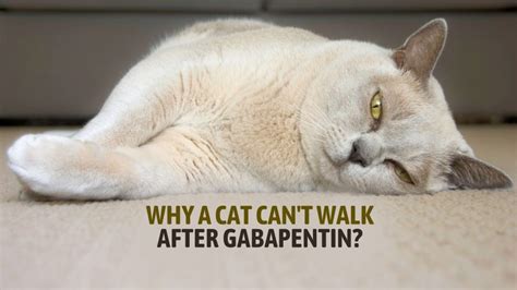 Cat Can't Walk After Gabapentin Reddit