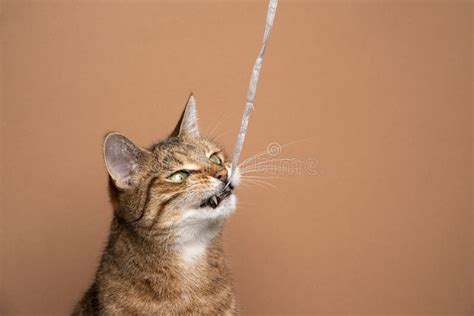 Cat Chewing On String