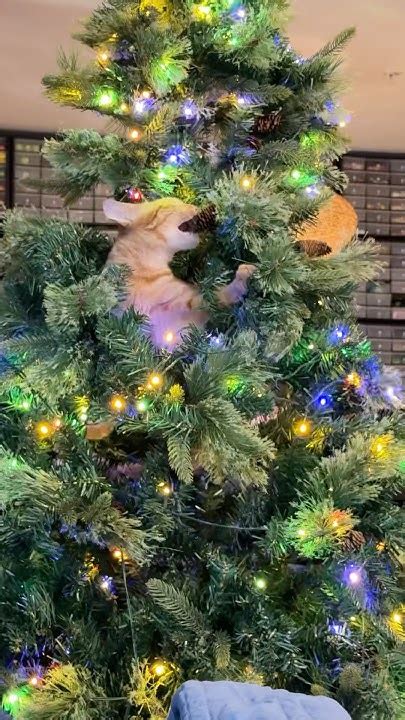 Cat Chews Christmas Tree