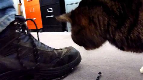 Cat Chews Shoelaces