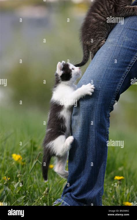 Cat Climbing Leg