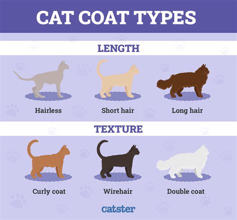 Cat Coat Layers
