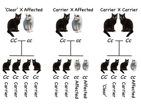 Cat Coat Length Genetics
