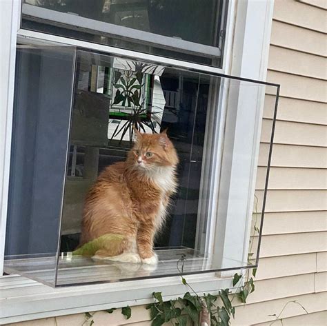 Cat Condo Cat Window Box