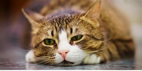 Cat Constantly Leaking Urine