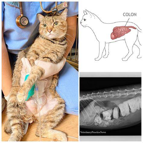 cat constipation symptoms