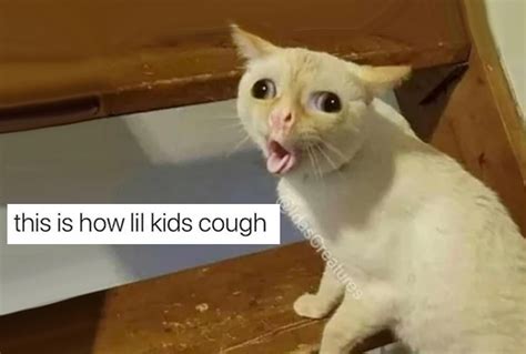 Cat Cough Meme