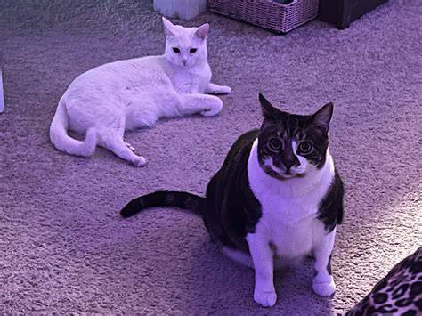 cat cough reddit