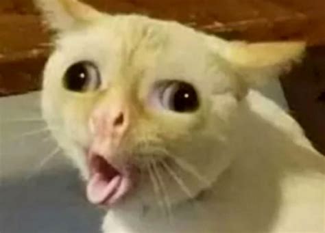 cat coughing reddit