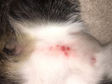 Cat Covered In Bumps