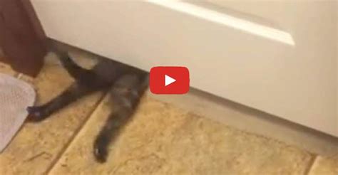 cat crawls under door
