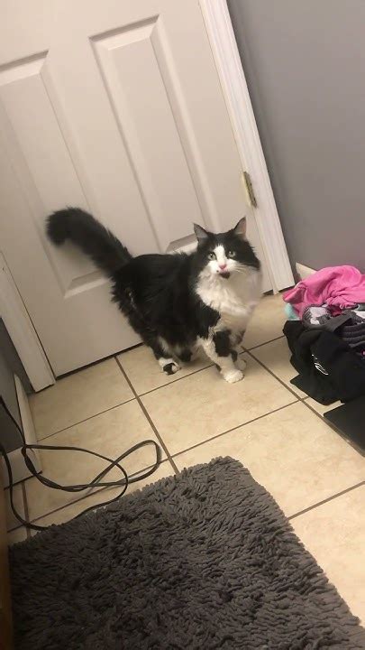 Cat Cries When I'm In The Bathroom