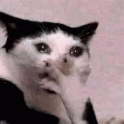 cat crying gif