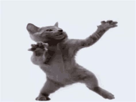 cat dance meme gif
