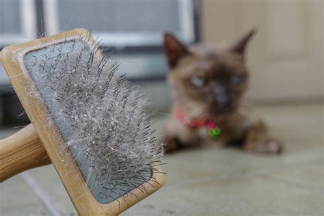 Cat Dandruff After Brushing