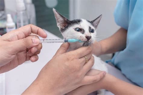 Cat Deworming Injection