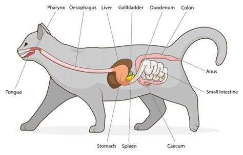 Cat Digestive System Process