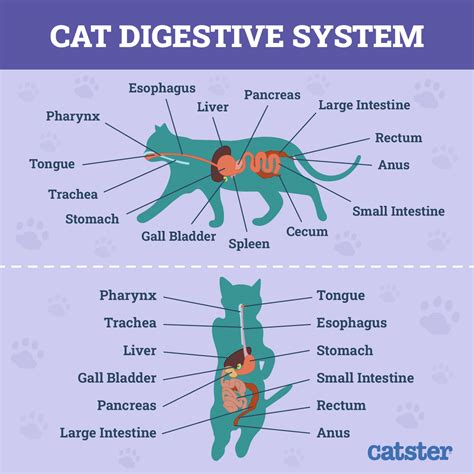 Cat Digestive Transit Time