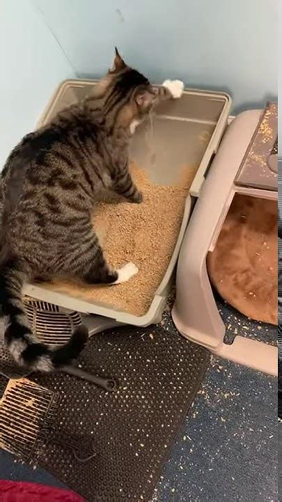 Cat Doesn't Know How To Use Litter Box