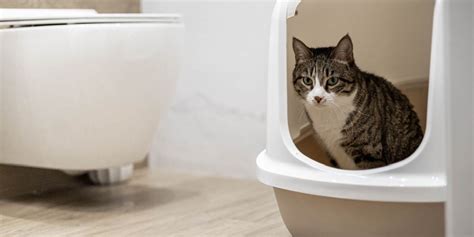 Cat Doesn't Pee In Litter Box