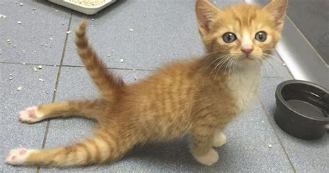 Cat Dragging Back Left Leg