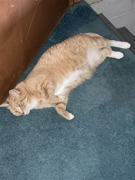 Cat Dragging Socks Around