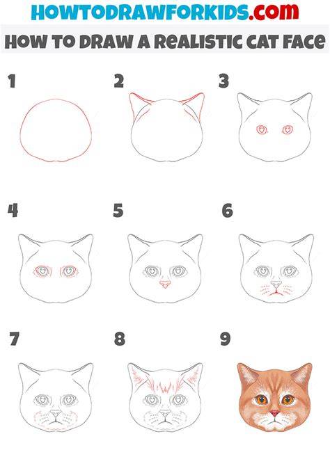 cat drawing easy face