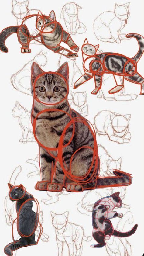 Cat Drawing Reference