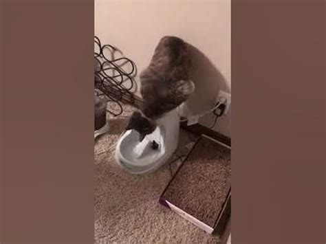 Cat Drinking Water Upside Down