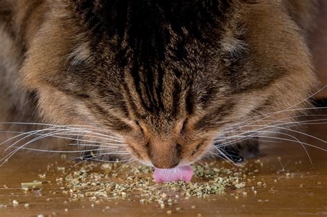 Cat Eating Catnip Effects