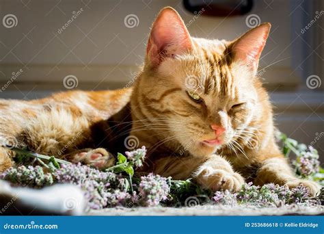 Cat Eating Catnip Funny Video