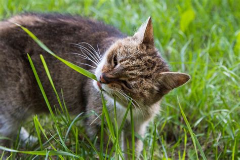 Cat Eating Grass Outside