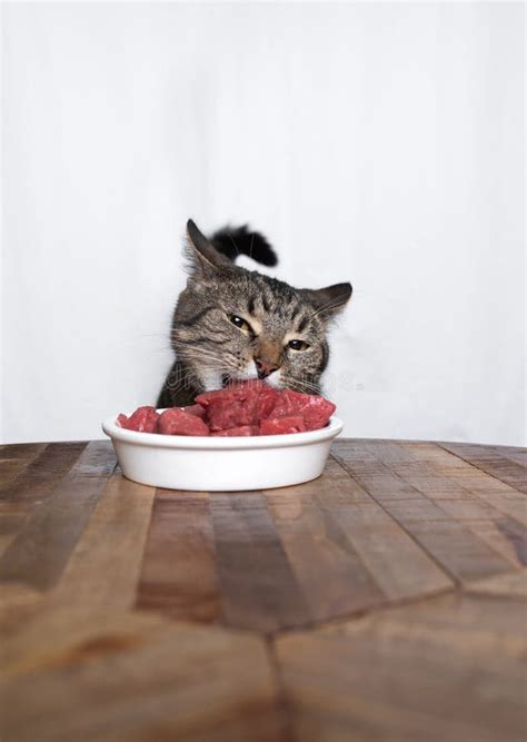 Cat Eating Raw Meat