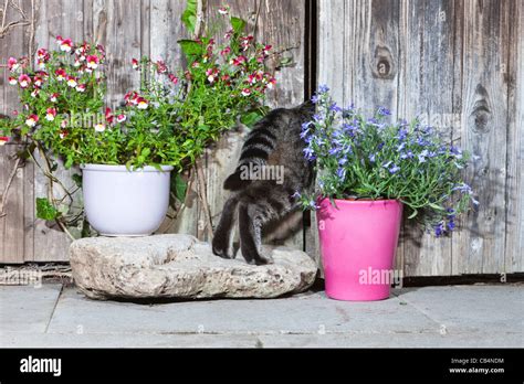 Cat Entering Germany