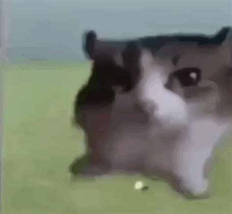Cat Explode Gif