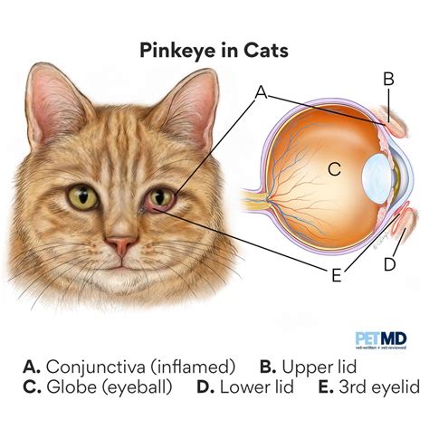 Cat Eye Conjunctiva