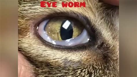 cat eye parasite