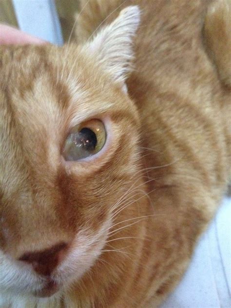 Tanda-tanda Mata Kucing Persia yang Perlu Dibawa ke Dokter Hewan