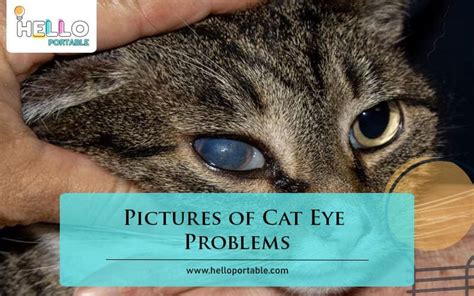 Cat Eye Problems With Pictures
