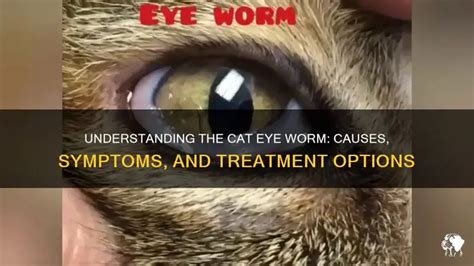 Cat Eye Worm Contagious