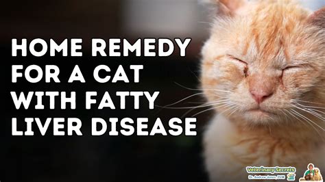 cat fatty liver disease treatment