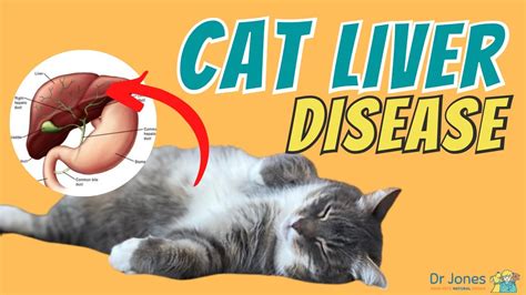 cat fatty liver symptoms